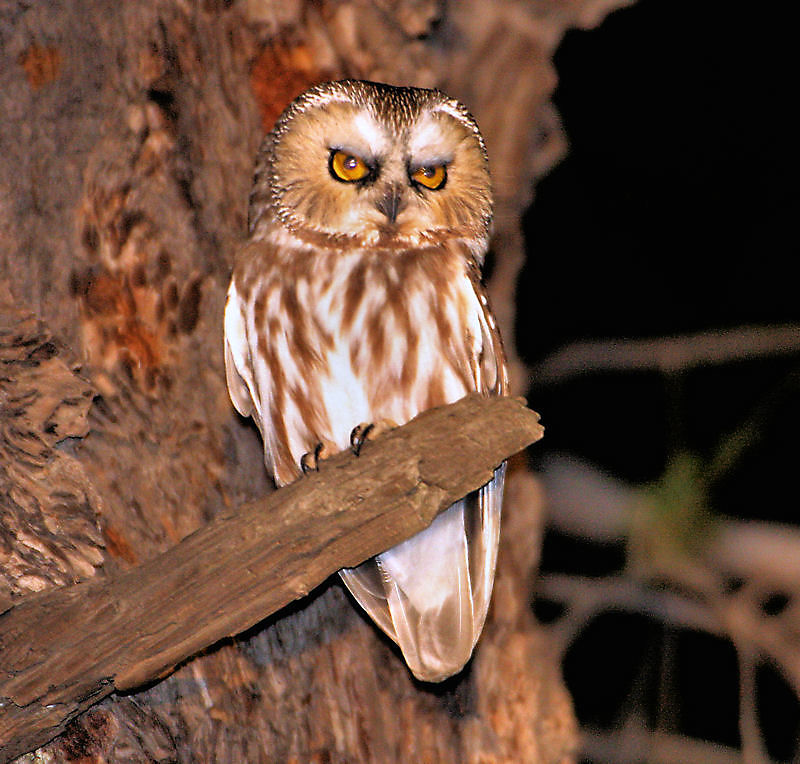Northern Saw-whet Owl