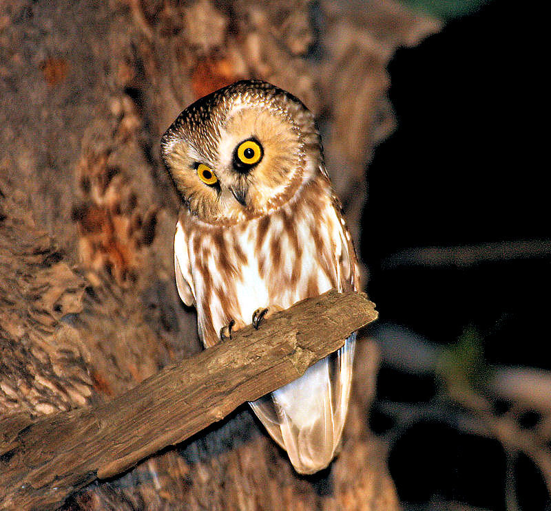 Northern Saw-whet Owl