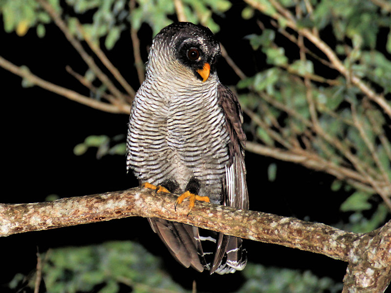 Black-and-White Owl