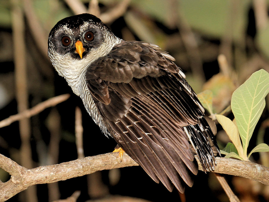 Black-and-White Owl