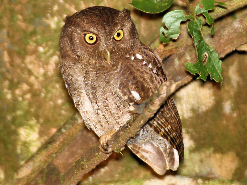 Vermiculated Screech-Owl