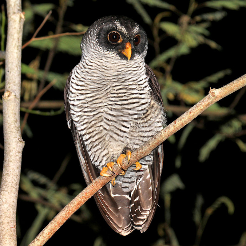 Black-and-White Owl