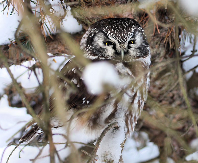 Boreal Owl