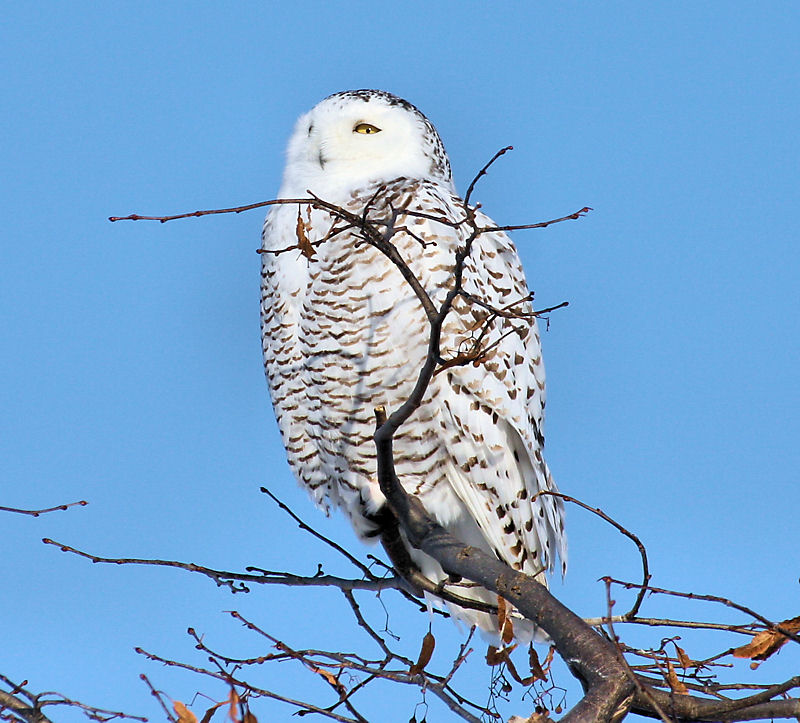 Snowy Owl by Dan Lockshaw  2000 