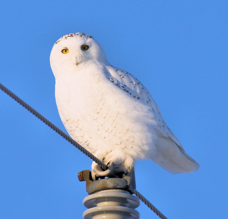Snowy Owl by Dan Lockshaw  2000 