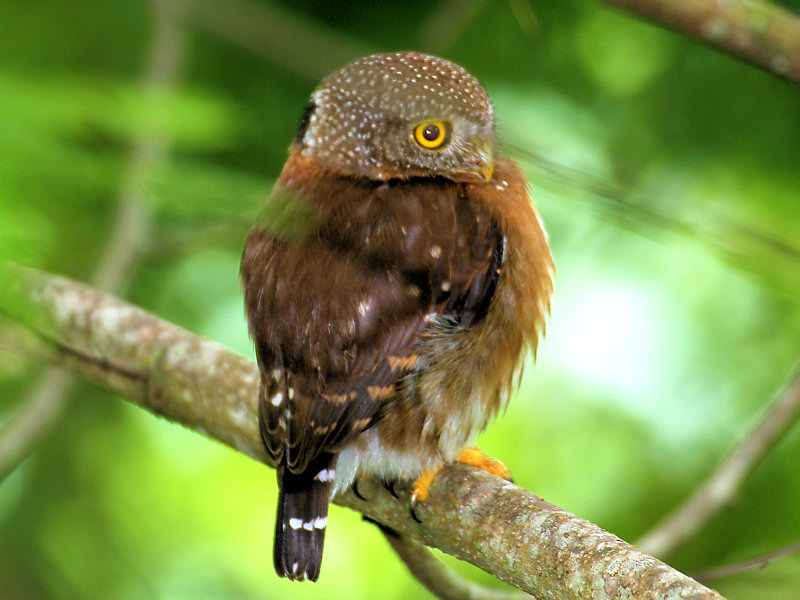 Central American Pygmy-Owl