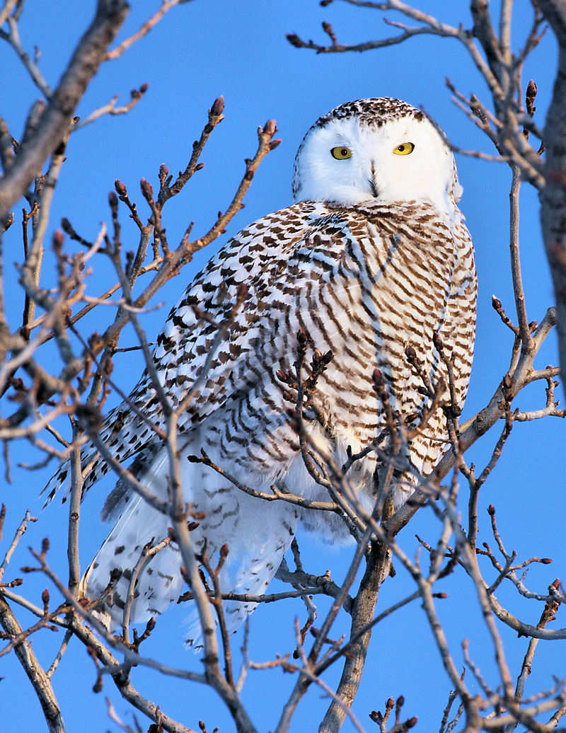 Snowy Owl