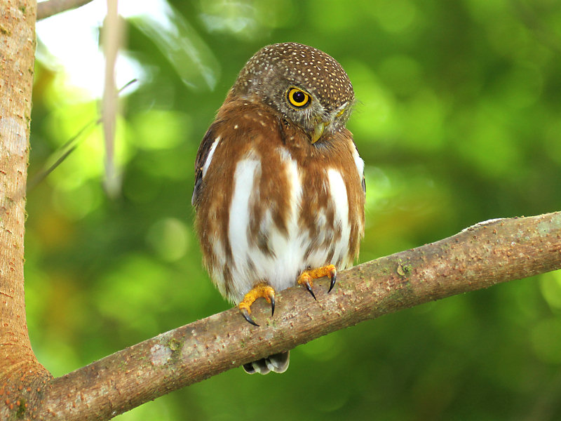 Central American Pygmy-Owl