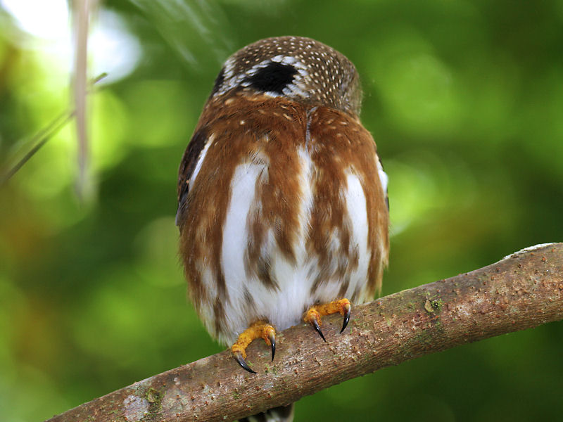 Central American Pygmy-Owl