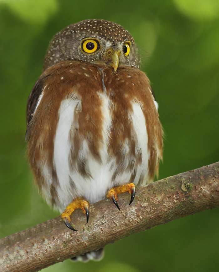 Central American Pygmy-Owl