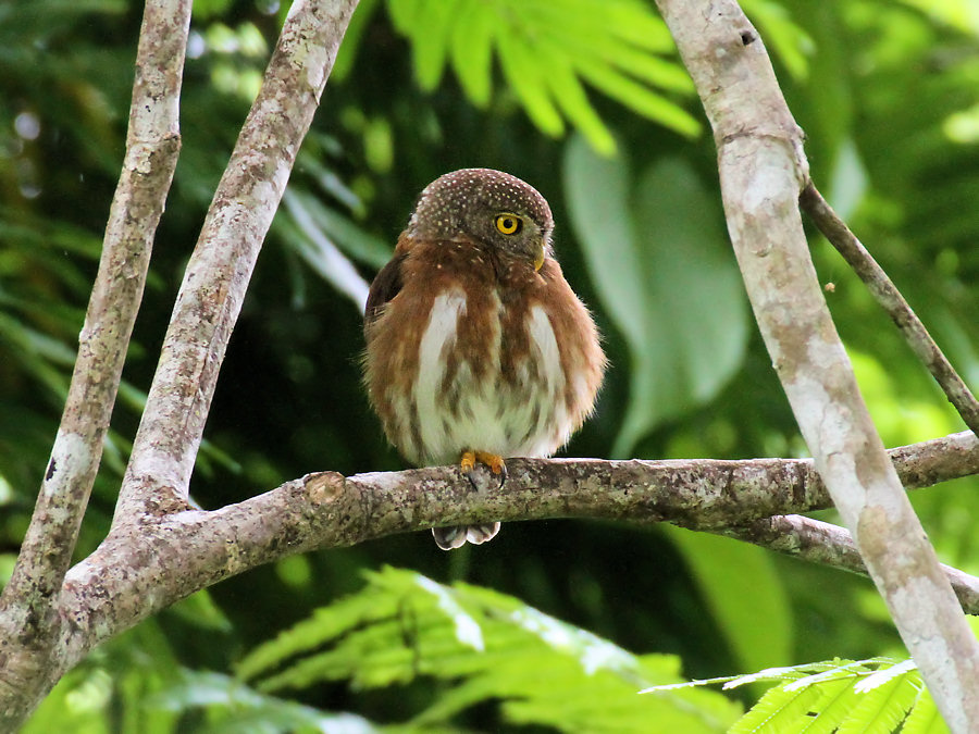 Central American Pygmy-Owl