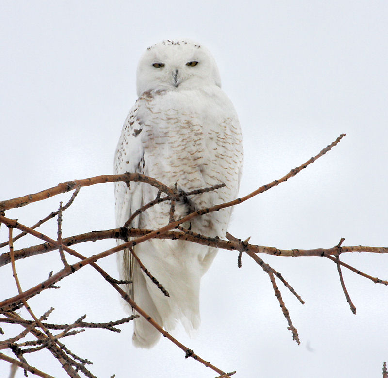 Snowy Owl