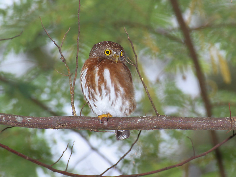 Central American Pygmy-Owl