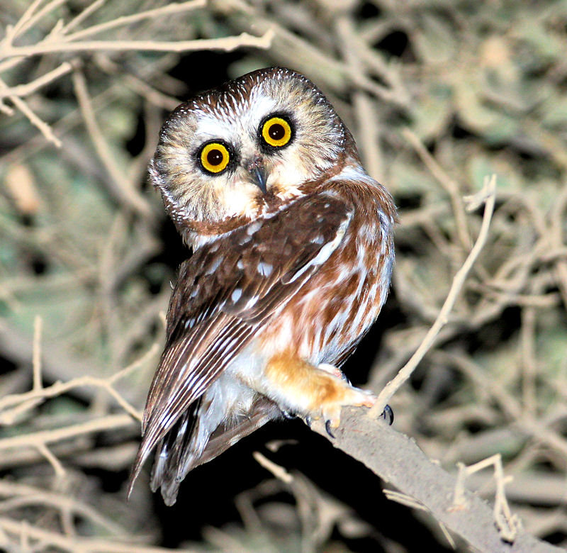Northern Saw-whet Owl