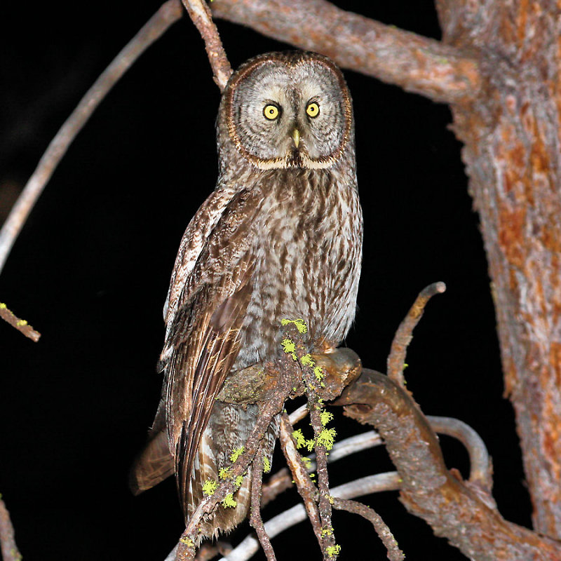 Great Gray Owl