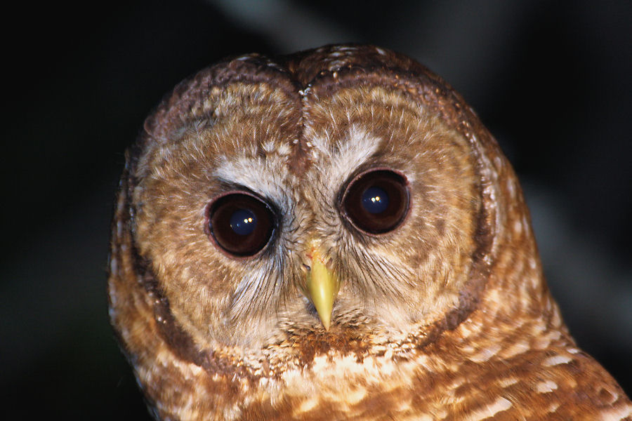 Spotted Owl