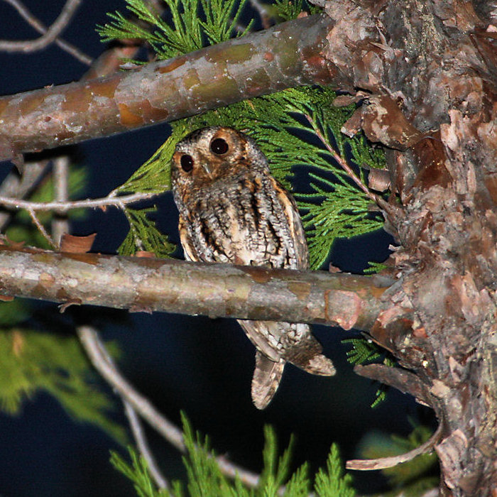 Flammulated Owl