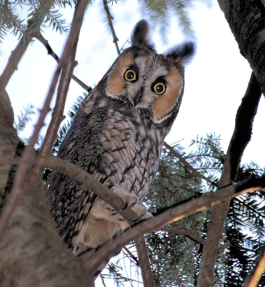 Long-eared Owl
