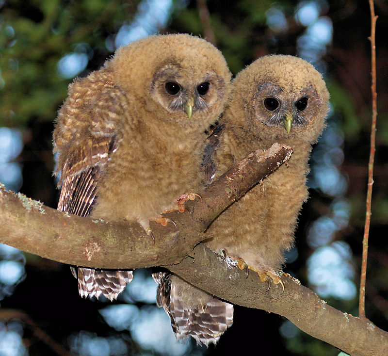 Spotted Owl