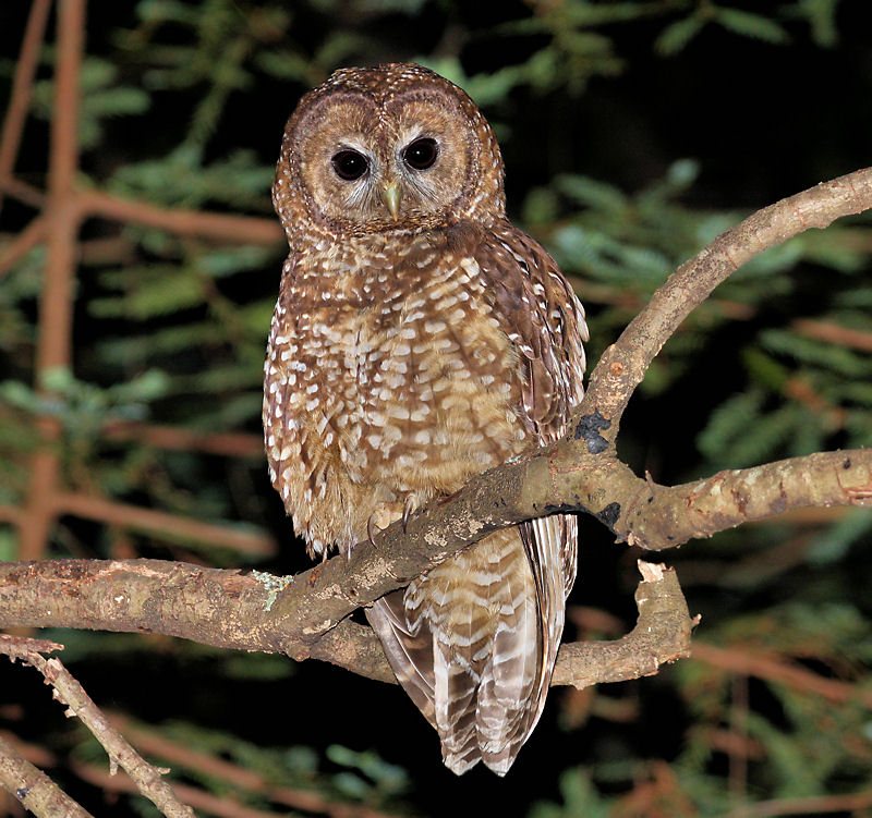 Spotted Owl