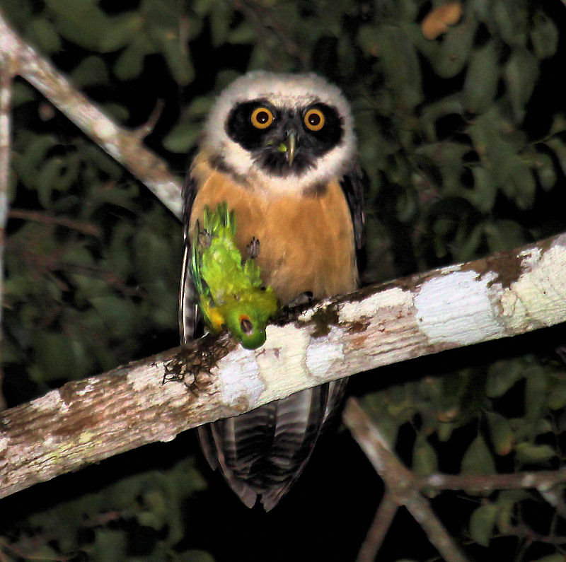 Spectacled Owl