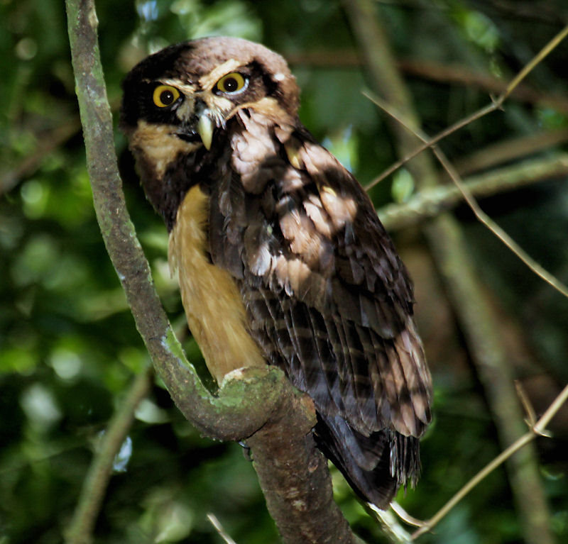 Spectacled Owl