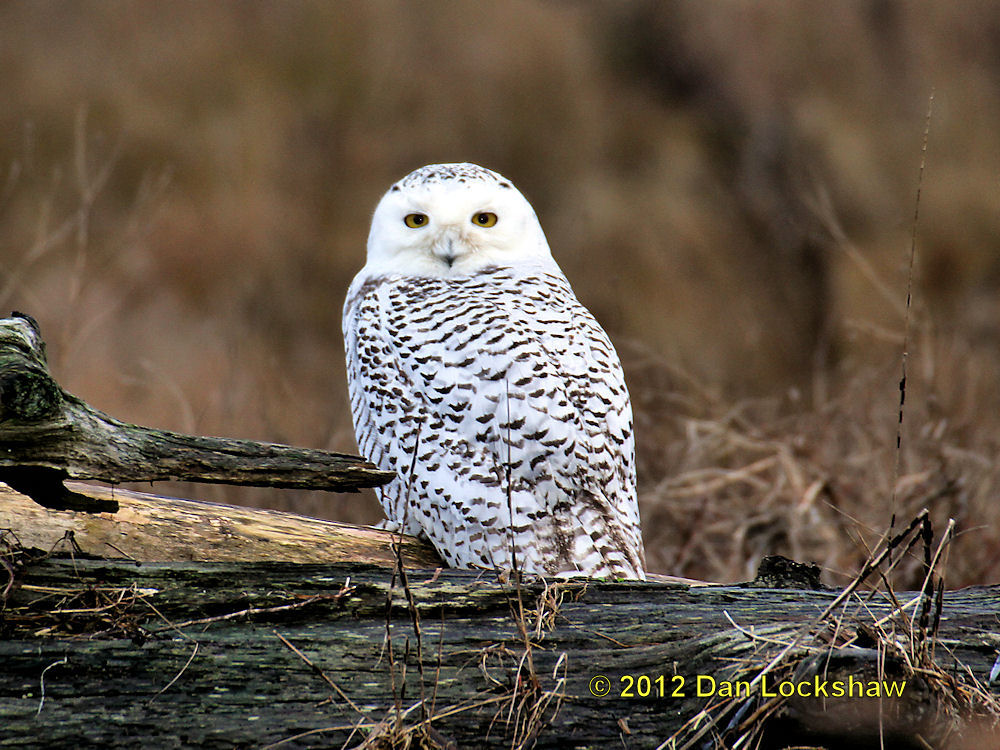 Snowy Owl