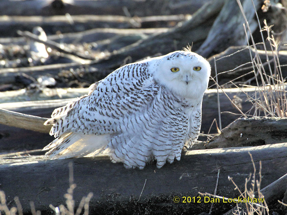 Snowy Owl