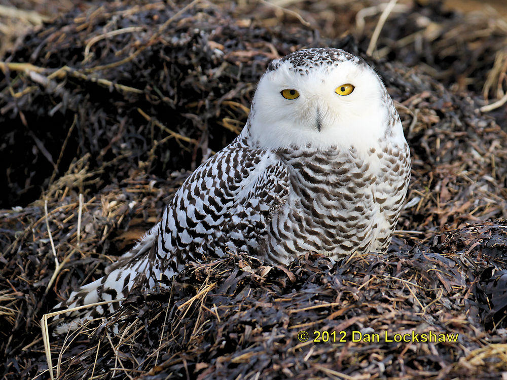 Snowy Owl