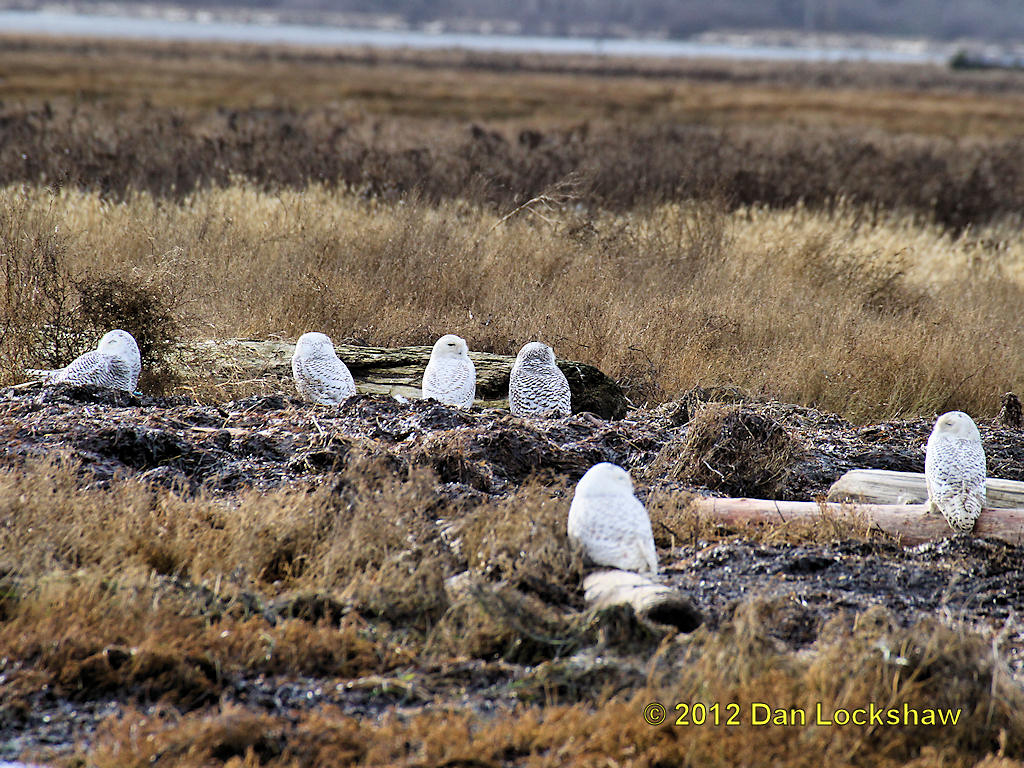 Snowy Owl