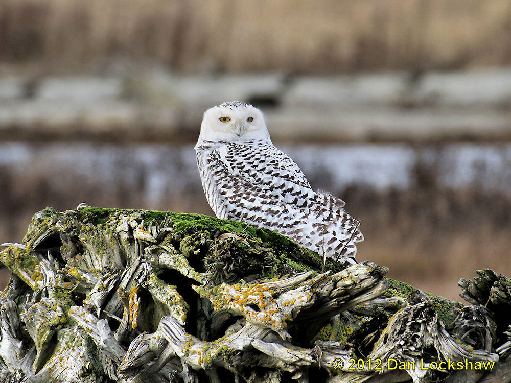Snowy Owl