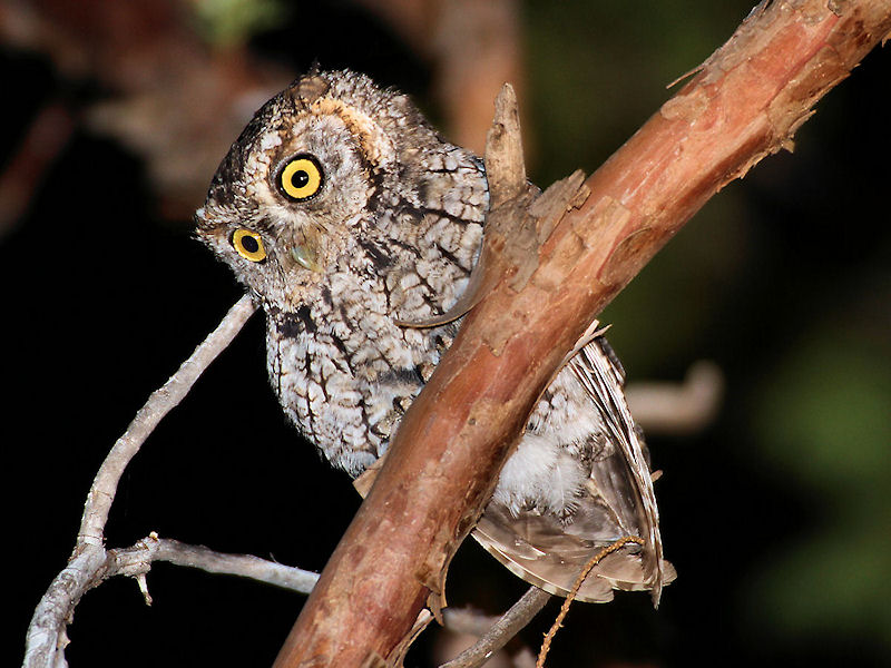 Whiskered Screech-Owl
