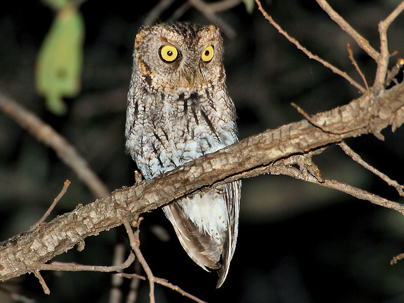 Whiskered Screech-Owl