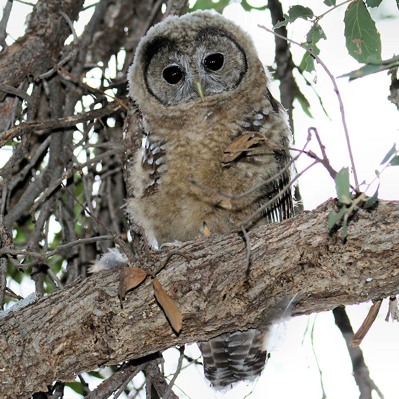 Spotted Owl