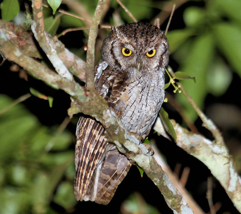 Tropical Screech-Owl