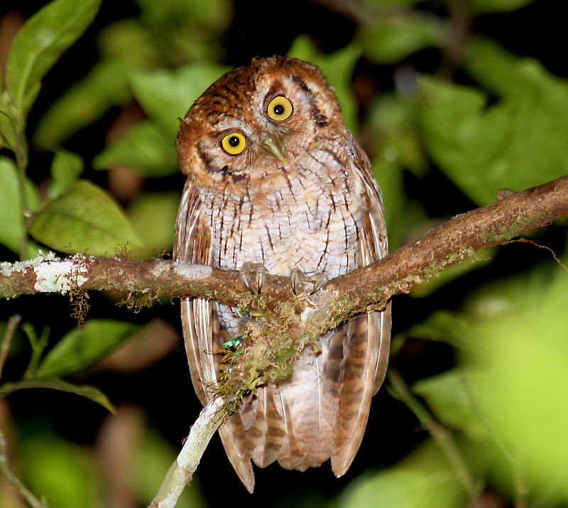 Tropical Screech-Owl