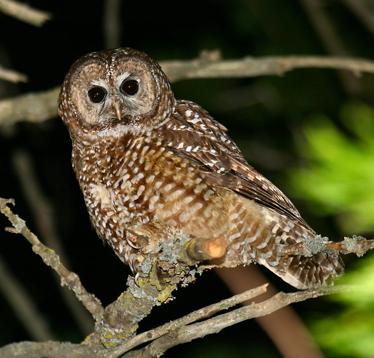 Spotted Owl