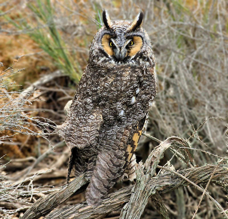 Long-eared Owl