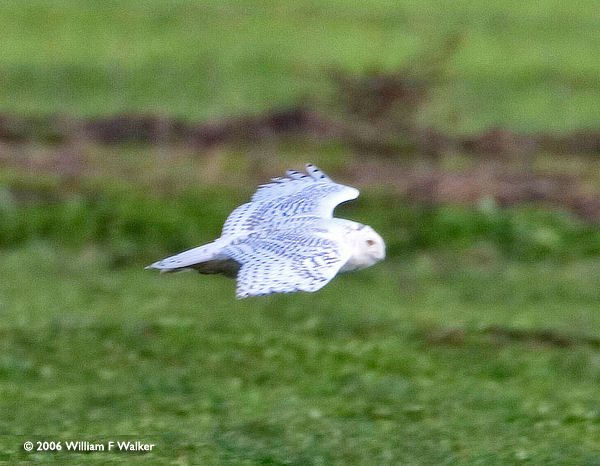 Snowy Owl by William Walker © 2006 