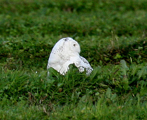 Snowy Owl by Robert Lewis © 2006 