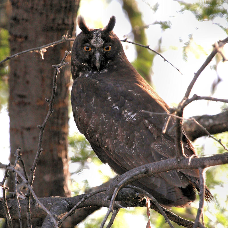 Stygian Owl