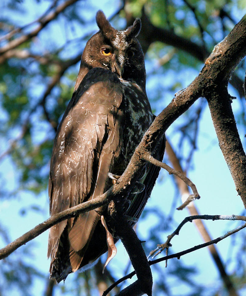 Stygian Owl