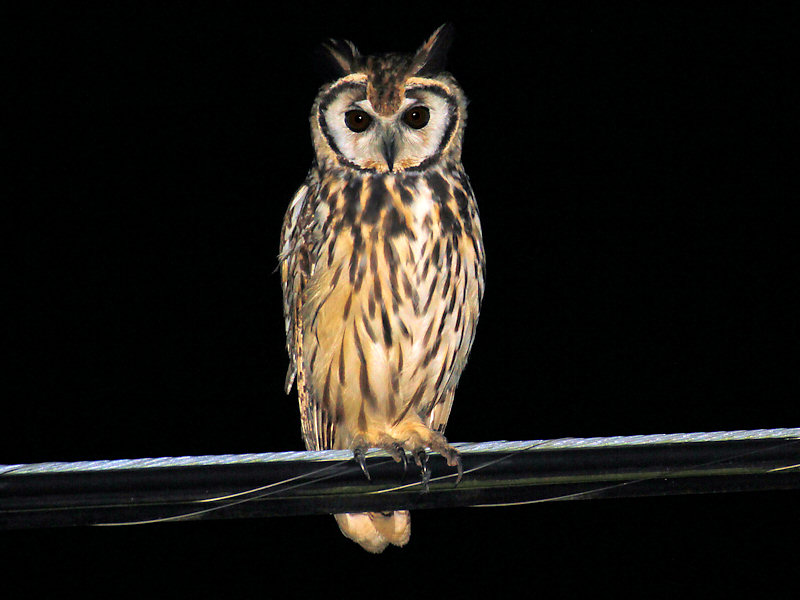 Striped Owl