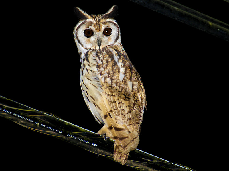 Striped Owl