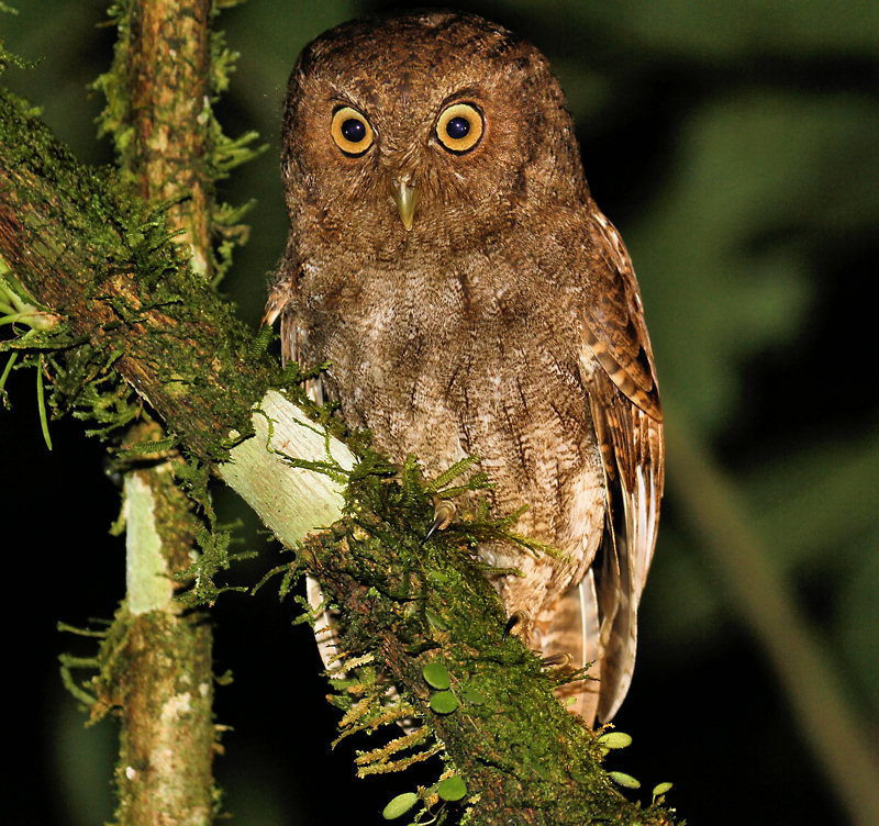 Vermiculated Screech-Owl