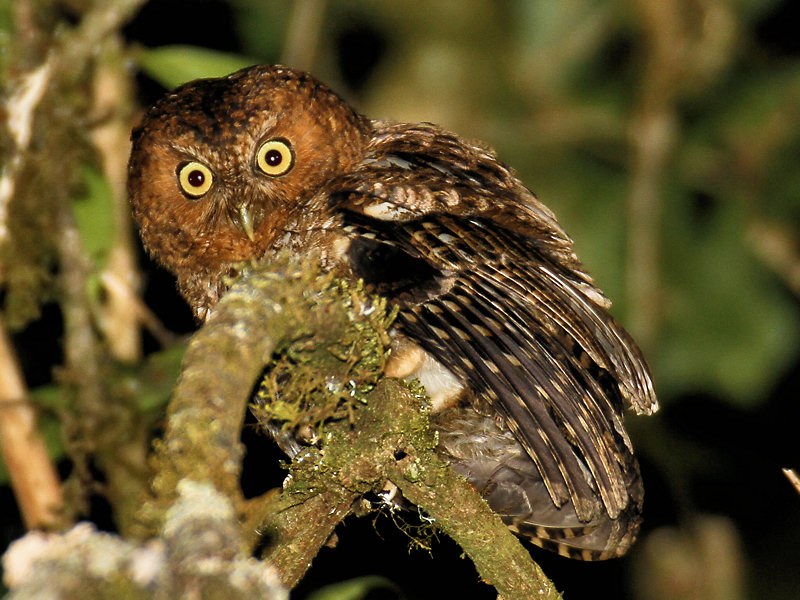 Bare-shanked Screech-Owl