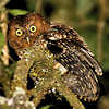 Bare-shanked Screech Owl Photo