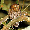 Bare-shanked Screech Owl Photo