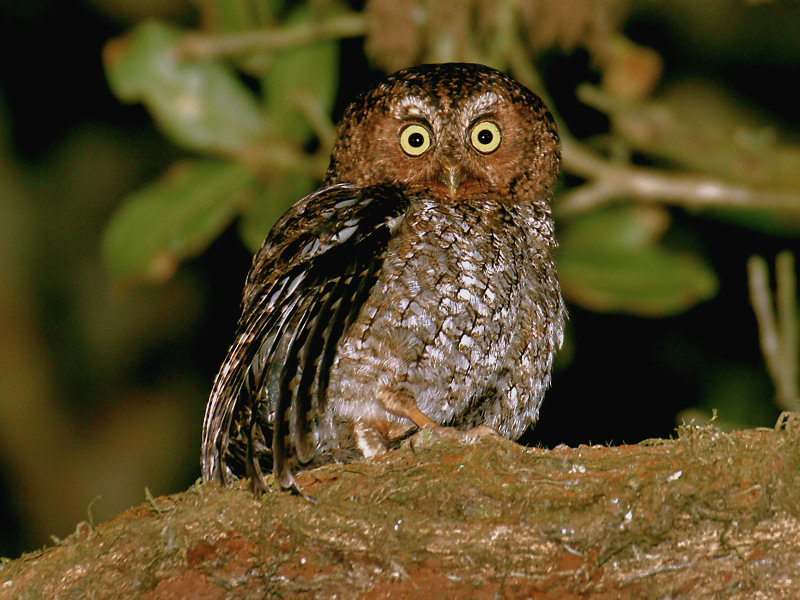 Bare-shanked Screech-Owl