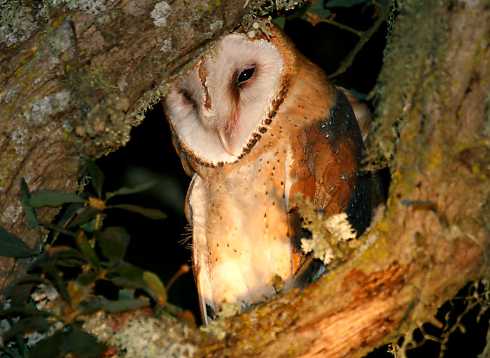Barn Owl by Dan Lockshaw  2000 